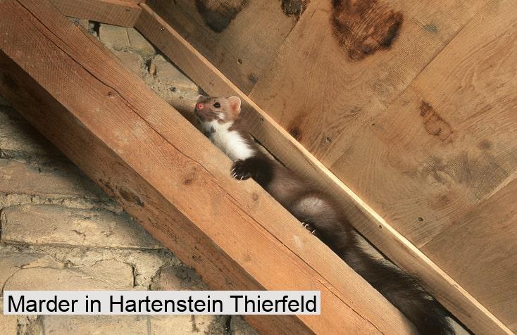 Marder in Hartenstein Thierfeld